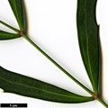 SpeciesSub: subsp. ganpinensis